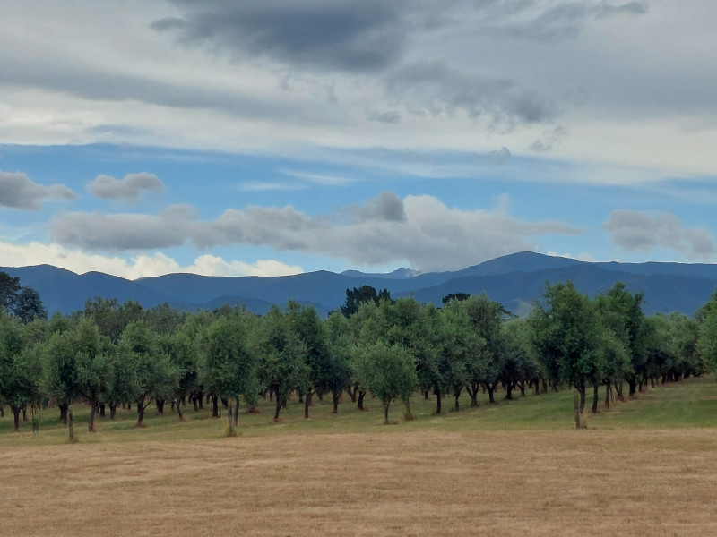 Juno Olives - Claudine Berenger